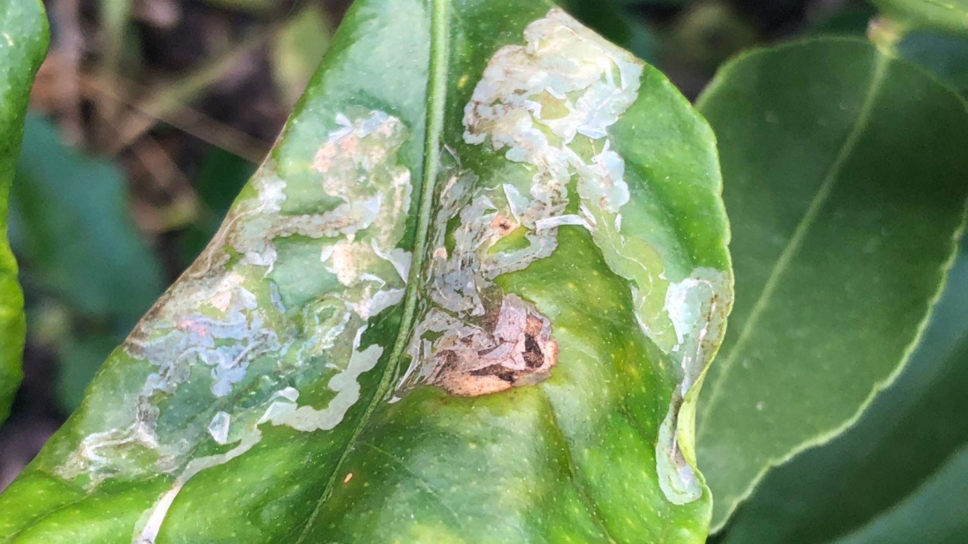 levélaknázómoly ezüstös nyomai a citrusfa levelén