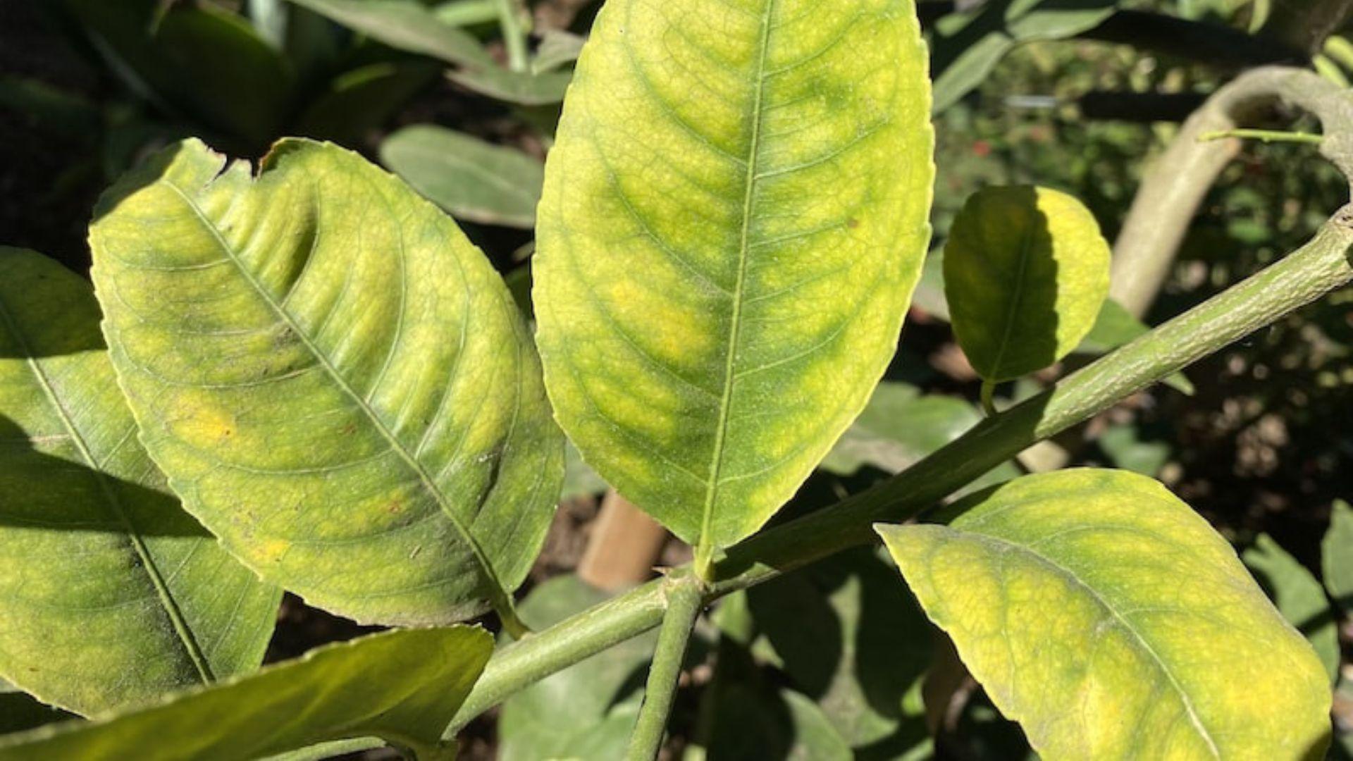 sárguló citrusfa levél