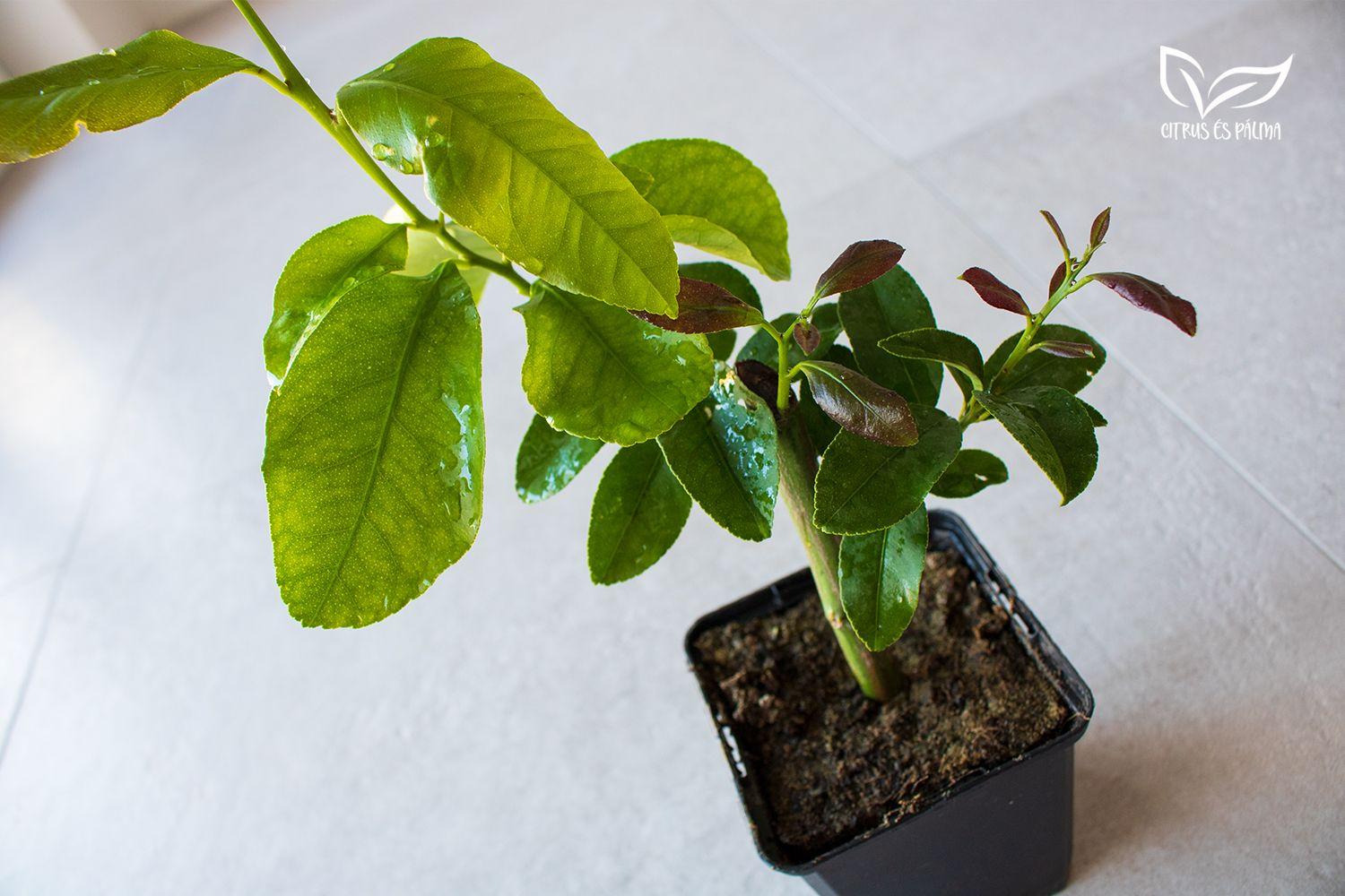 Carrubaro citromfa 10 cm-es cserépben eladó