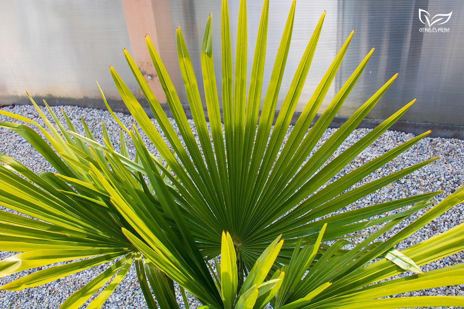 Anbau und Pflege der Chinesischen Hanfpalme