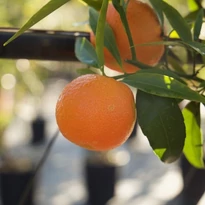 Clementino 'Isa' - pom mandarin