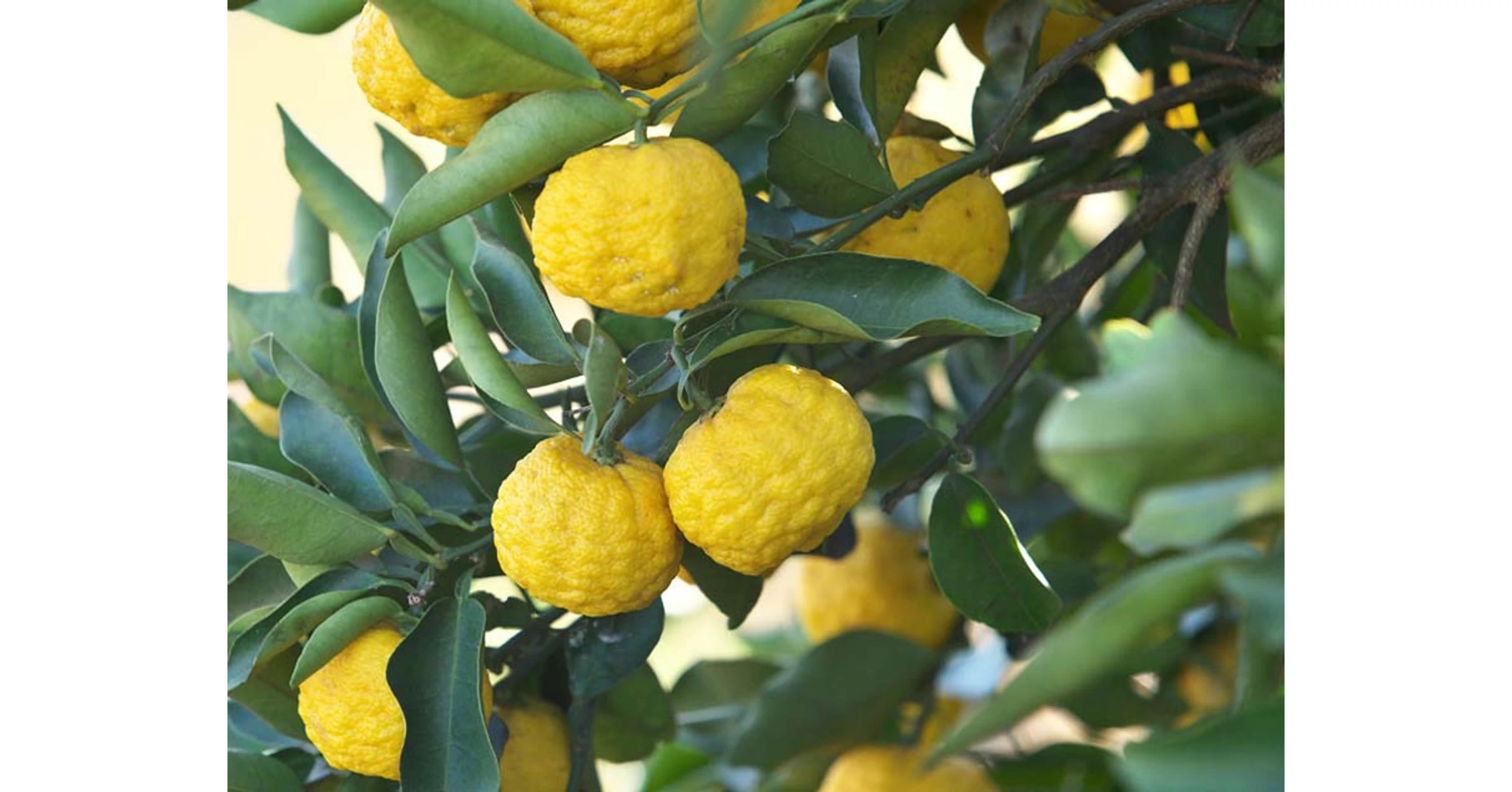 Yuzu, Zitronenbaum zu verkaufen zitrusundpalmen.at Pflanzen Online