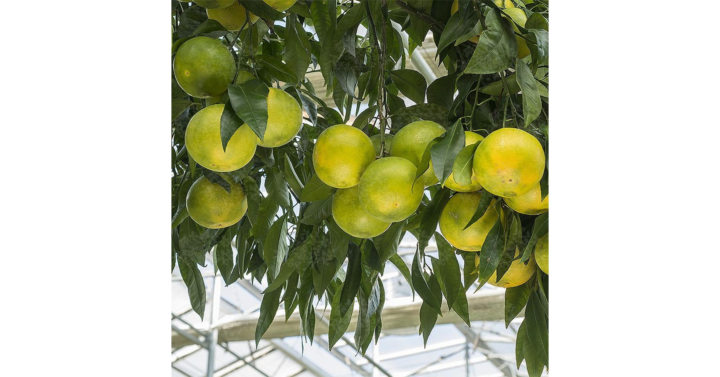 Mapo strom, kríženec grepu a mandarínky predaj Citrusy a Palmy