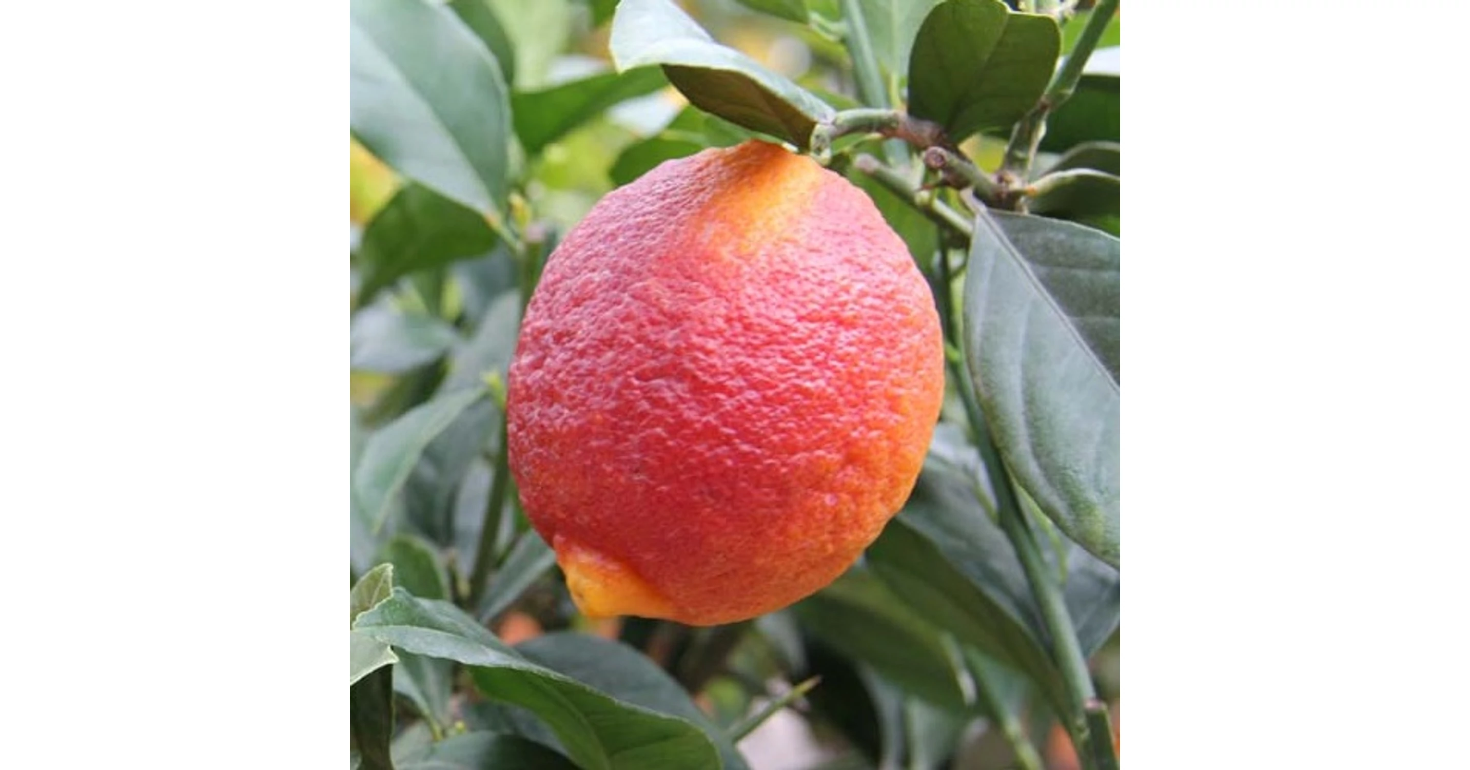 Lemon Roso Limon rosso, Citrónovník na predaj | Citrusy a palmy - Internetový ...