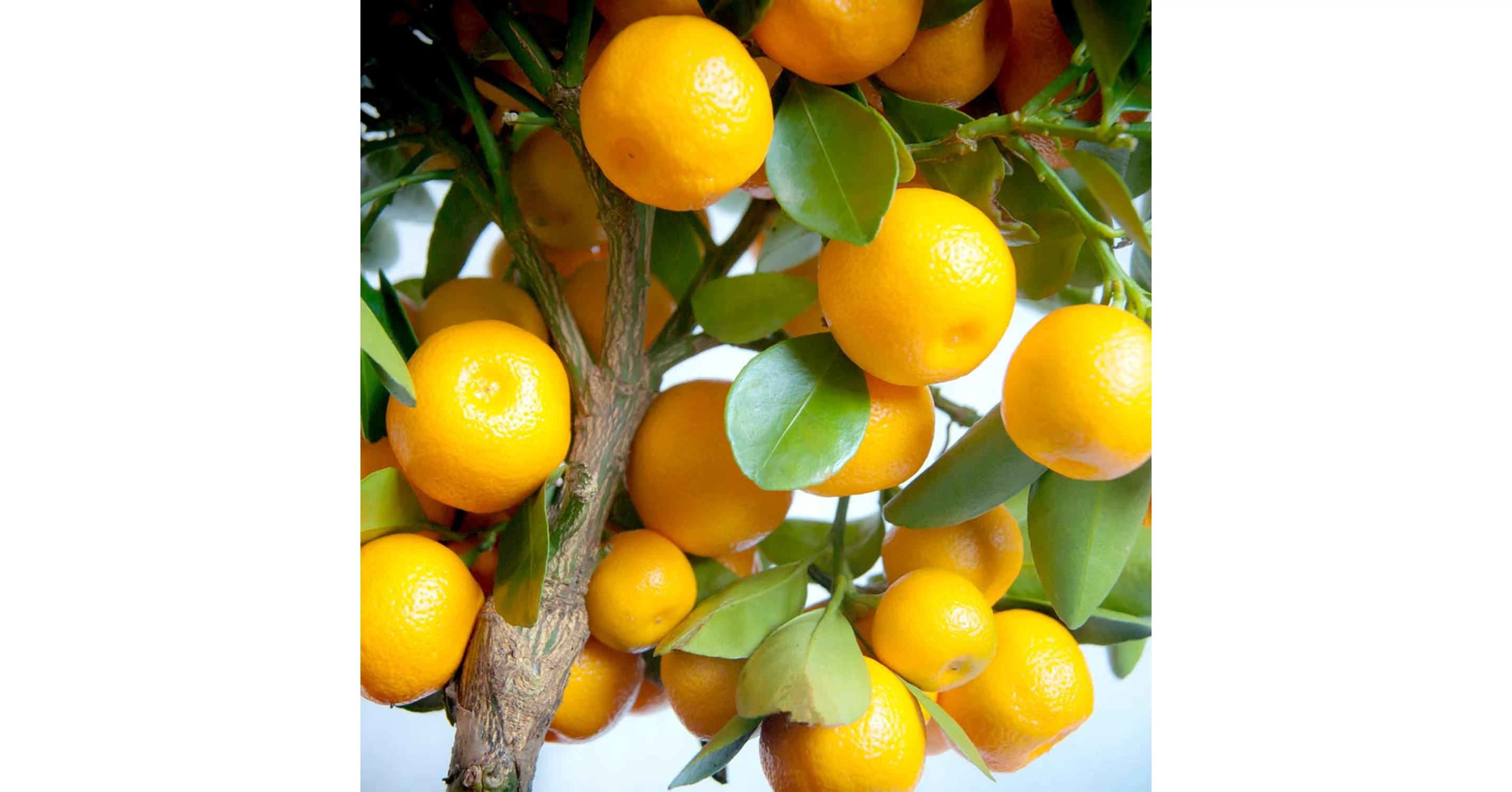 Calamondin, Hibridnarancs zu verkaufen | Citrus & Palm - Gardening Webshop