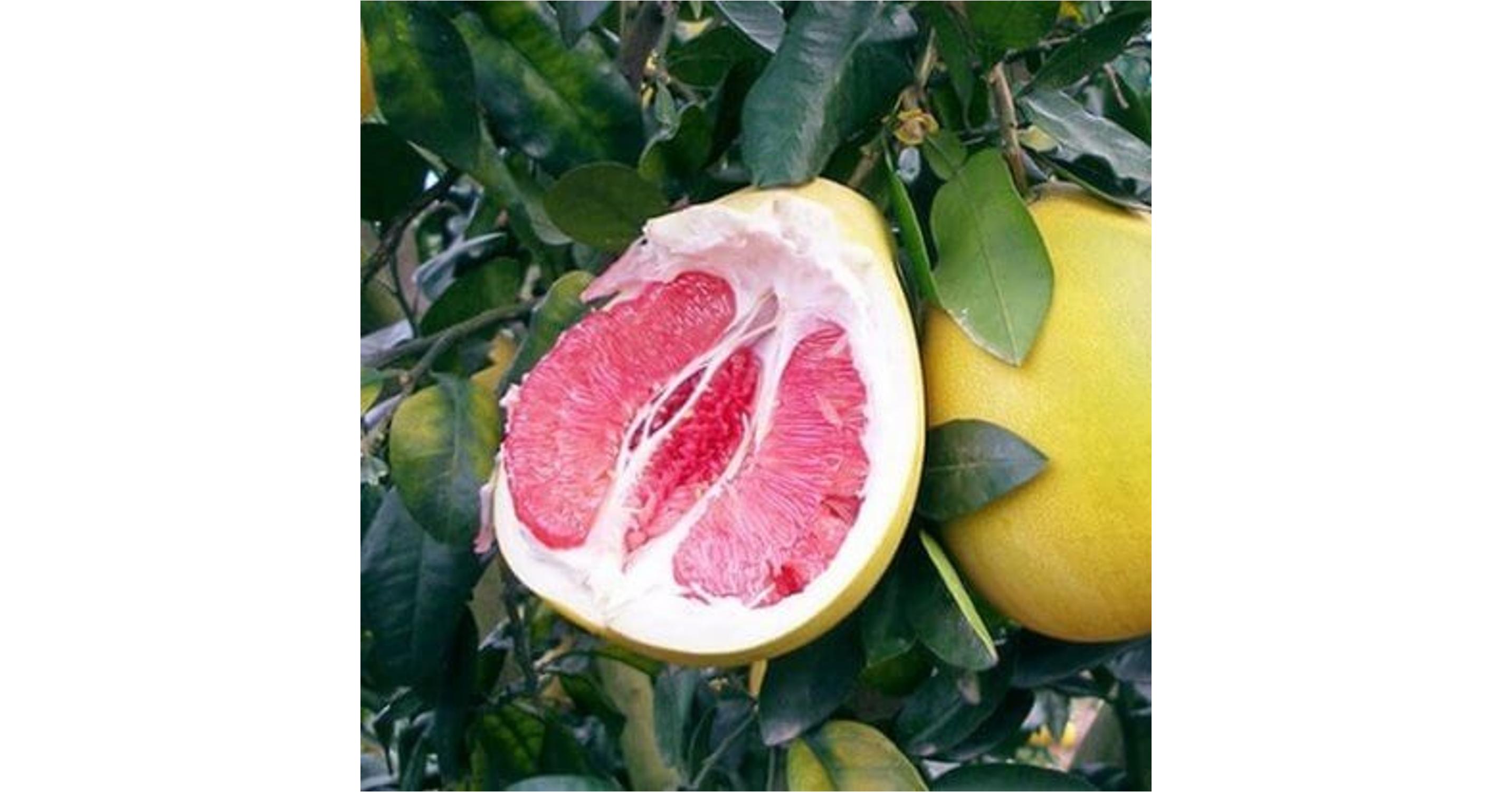 Pomelo fa eladó Citrus és Pálma Kertészet