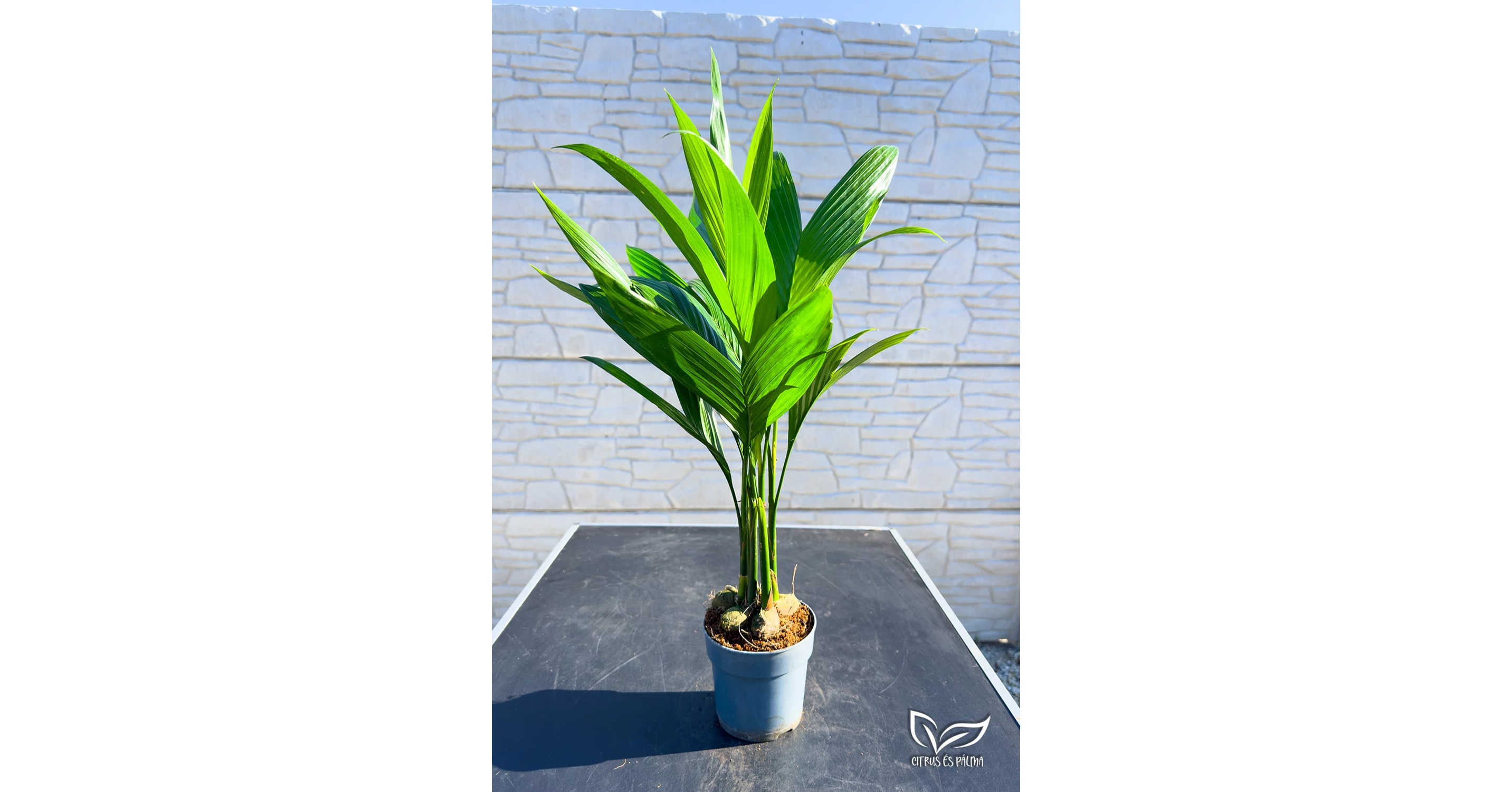 Betelpalme - Areca catechu