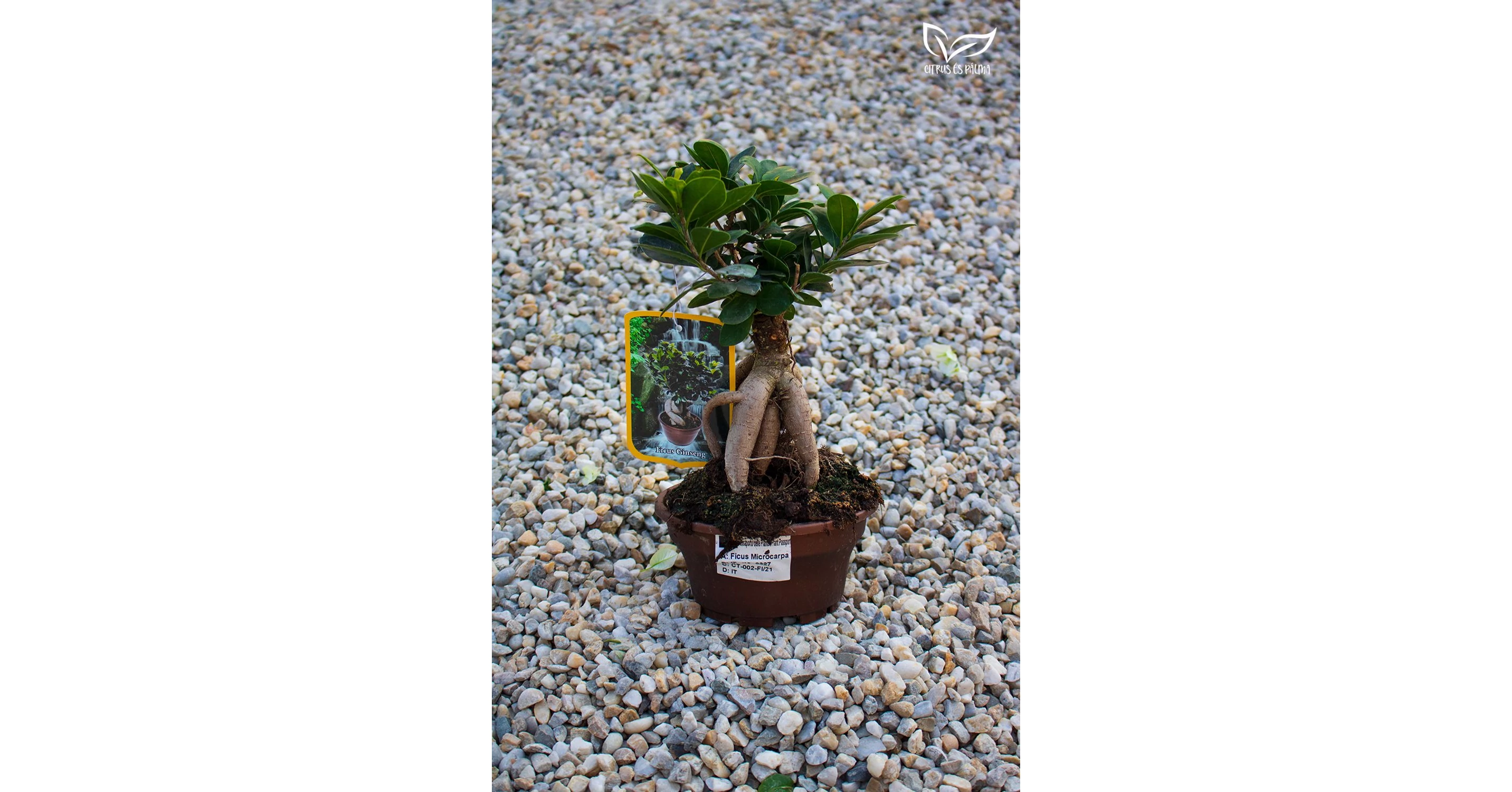 Ficus ginseng bonsai - elad | Citrus s Plma - Kertszet Webshop
