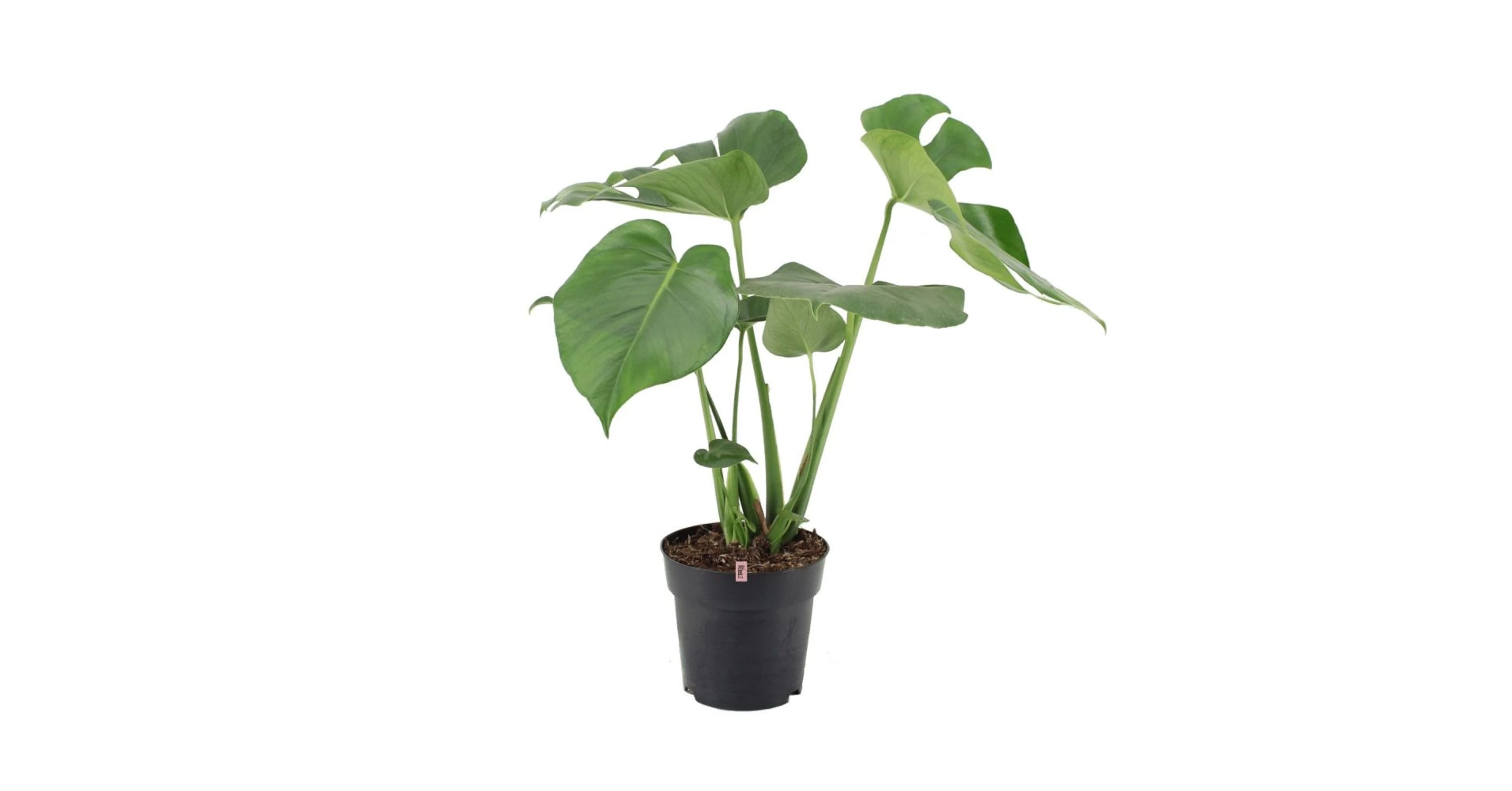 chandelier plant Kalanchoe Chandelier Plant - tubiflora