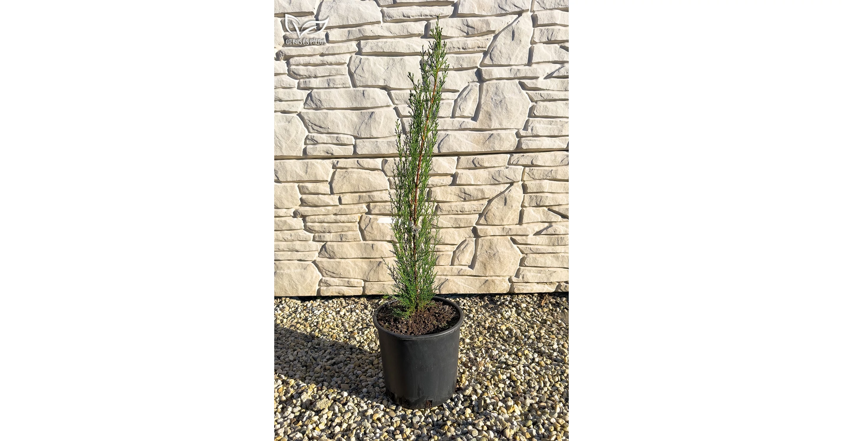 Chiparos european „Totem” - Cupressus sempervirens [PREȚ]