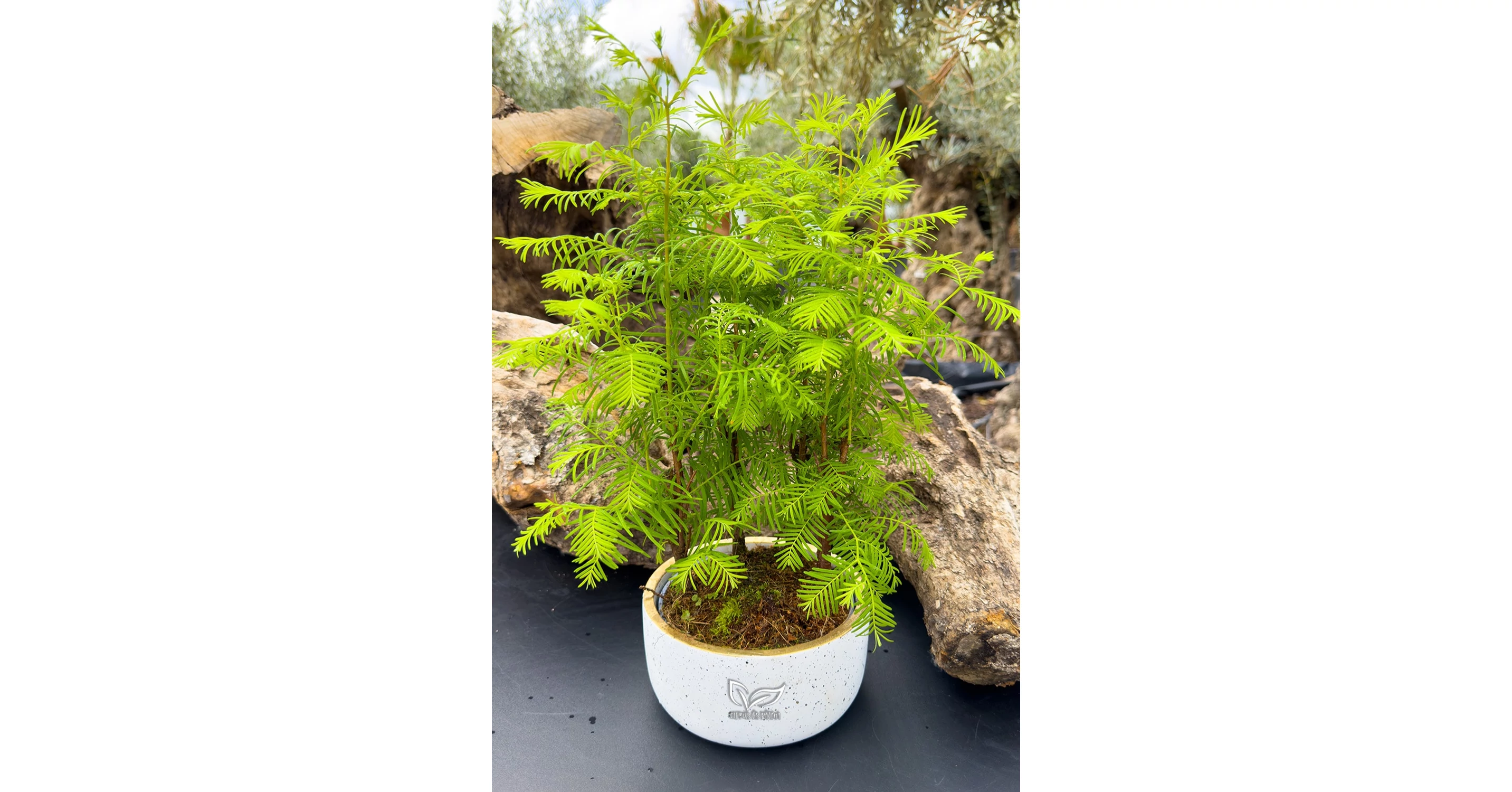 Mammut-Tanne - Metasequoia - Bonsai zu verkaufen | Citrus & Palm Webshop