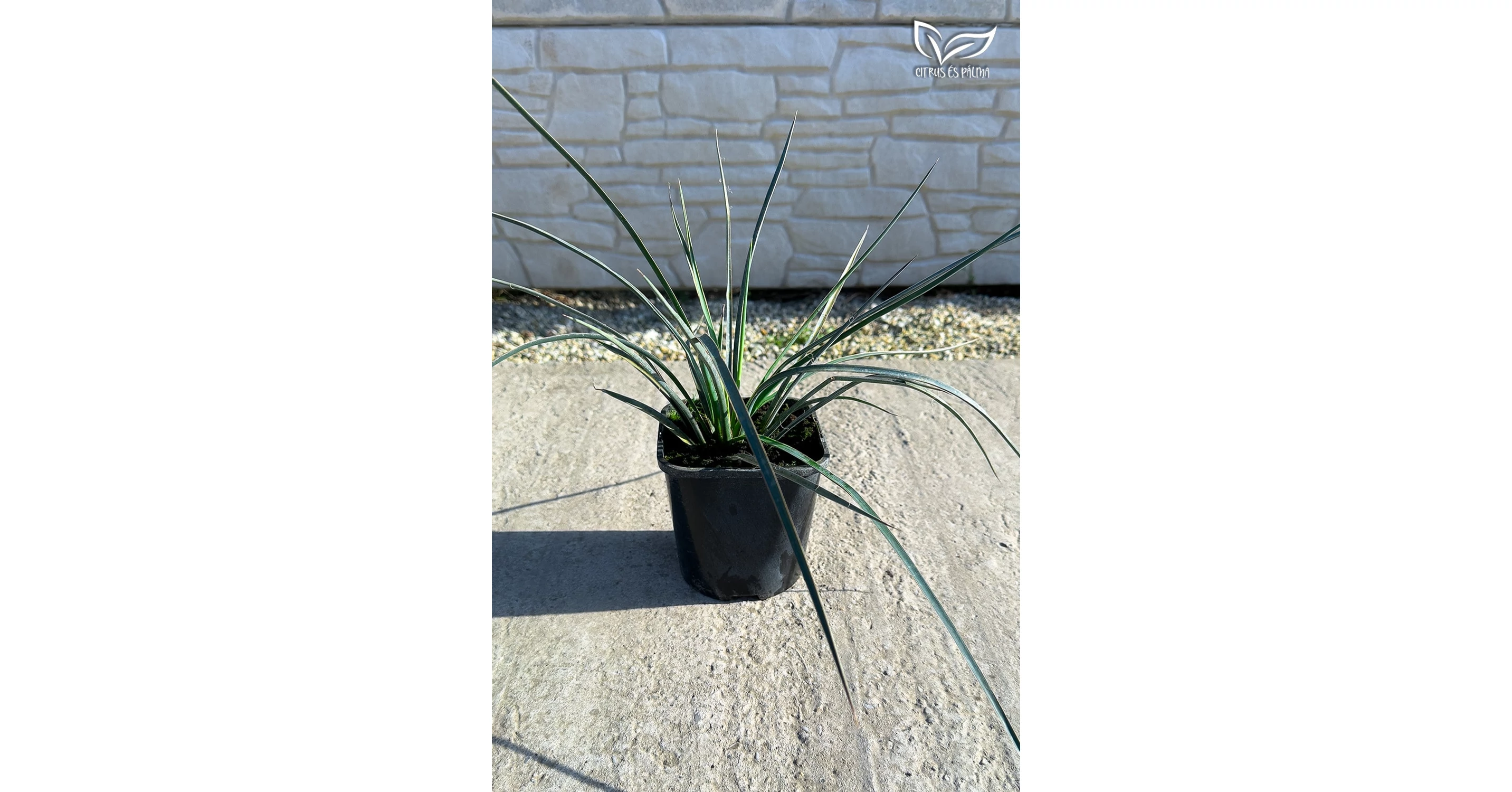 yucca様_ご確認ページ Yucca Filifera de vânzare | Citrice și palmieri - Magazin online