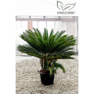 Japán cikász - Cycas revoluta