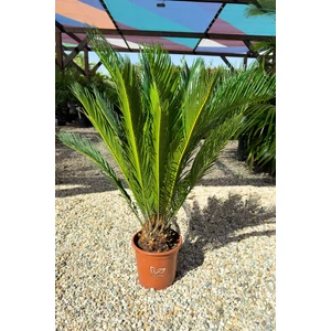 Japán cikász - Cycas revoluta