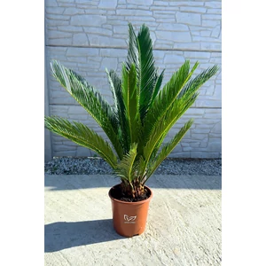 Japán cikász - Cycas revoluta