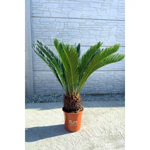 Japán cikász - Cycas revoluta