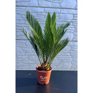 Japán cikász - Cycas revoluta