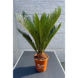 Japán cikász - Cycas revoluta