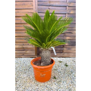 Japán cikász - Cycas revoluta