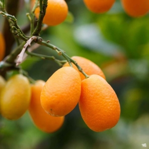 Kumquat citrom termés