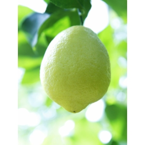 Amalfi citrom termés