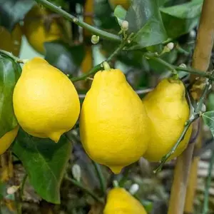 Carrubaro citrom termés