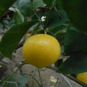 Brazil édes citrom termés