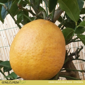 Cedro delle Isole Eolie citrom termés 