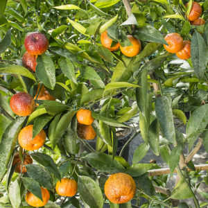 Clementino Amoa 8 mandarin termés