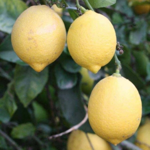 Fino 95 citrom termés 