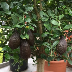 ausztrál fingerlime tondo