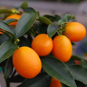 Kumquat Obova citrom termés