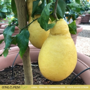 Lumia, körte alakú citrom termés 