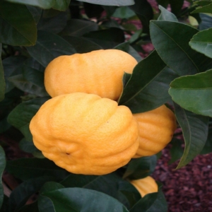 Melarosa citrom termés 