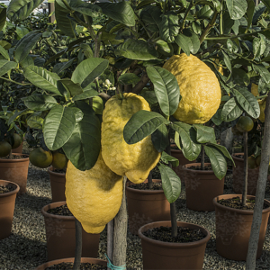 Olasz óriás cédrát citrom termés