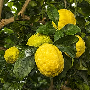 Rugoso citrom termés