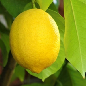 Santa Teresa citrom termés 