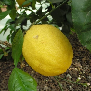 Scob Round citrom termés 