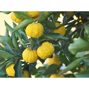 yuzu citrom termés