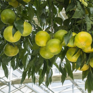 Mapo - grapefruit mandarin hibrid fa termés