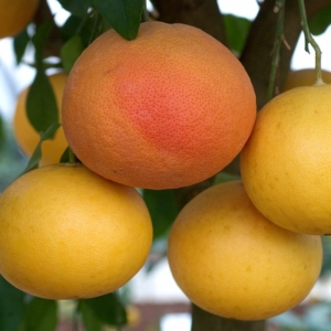 Star Ruby - grapefruit fa termés