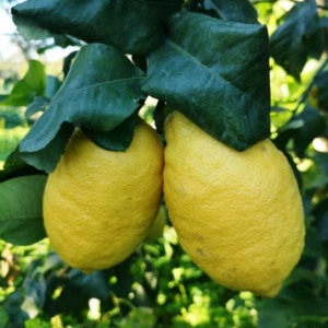 Interdonato citrom termés
