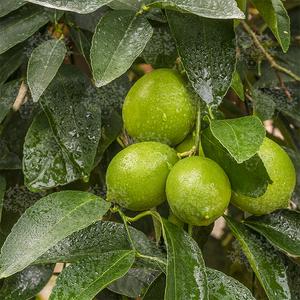 Tahiti, Caribi lime termés