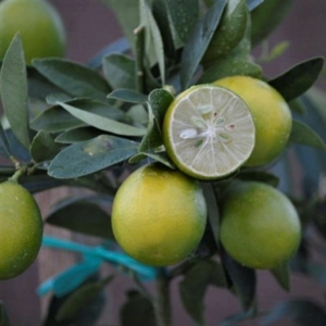 Limequat citrom termés