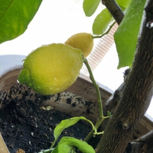 Lunario citrom termés