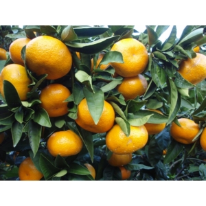 Satsuma mandarin termés