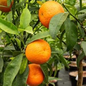 Clementino Caffin mandarin termés