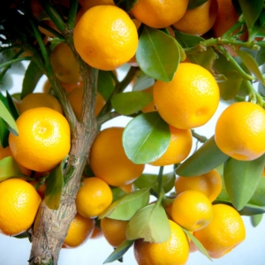 Calamondin mandarin termés