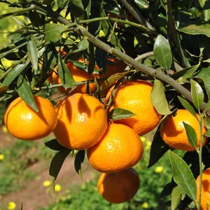 'Tardivo di ciaculli' - mandarin fa termése