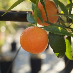 Clementino Isa mandarin termés